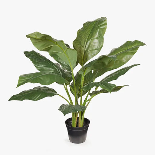 Spathiphyllum Leaf Plant Green 63cmh