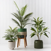 Palm Parlour in Pot Green 41cmh – thumbnail