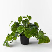 Philodendron Hanging Bush in Pot Green 30cml – thumbnail