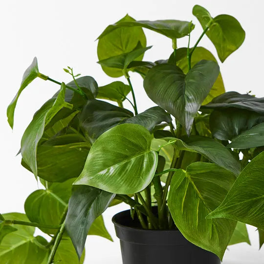 Philodendron Hanging Bush in Pot Green 30cml