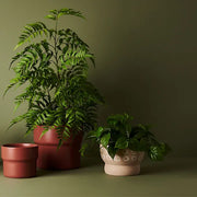 Philodendron Hanging Bush in Pot Green 30cml – thumbnail