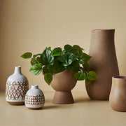 Philodendron Hanging Bush in Pot Green 30cml – thumbnail