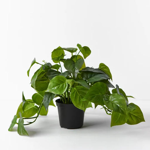 Philodendron Hanging Bush in Pot Green 30cml