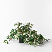 Wandering Jew Hanging Bush in Pot Green 52cml – thumbnail