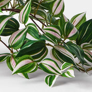 Wandering Jew Hanging Bush in Pot Green 52cml – thumbnail