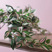 Wandering Jew Hanging Bush in Pot Green 52cml – thumbnail