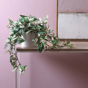 Wandering Jew Hanging Bush in Pot Green 52cml – thumbnail