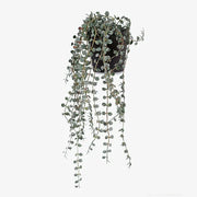 Fern Button Hanging Bush in Pot Dark Green 40cml – thumbnail