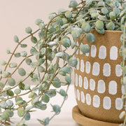 Fern Button Hanging Bush in Pot Dark Green 40cml – thumbnail