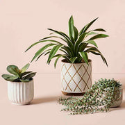 Fern Button Hanging Bush in Pot Dark Green 40cml – thumbnail