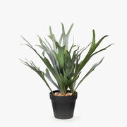 Fern Staghorn Plant Green Grey 40cmh – thumbnail