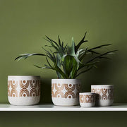Fern Staghorn Plant Green Grey 40cmh – thumbnail
