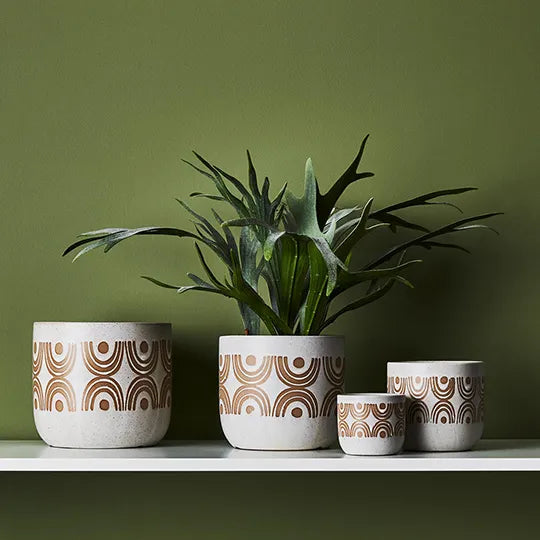 Fern Staghorn Plant Green Grey 40cmh