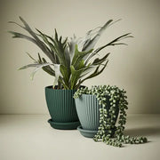 Fern Staghorn Plant Green Grey 40cmh – thumbnail