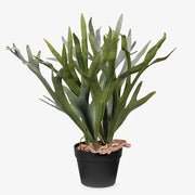Fern Staghorn Plant Green Grey 61cmh – thumbnail
