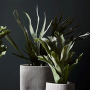 Fern Staghorn Plant Green Grey 61cmh – thumbnail