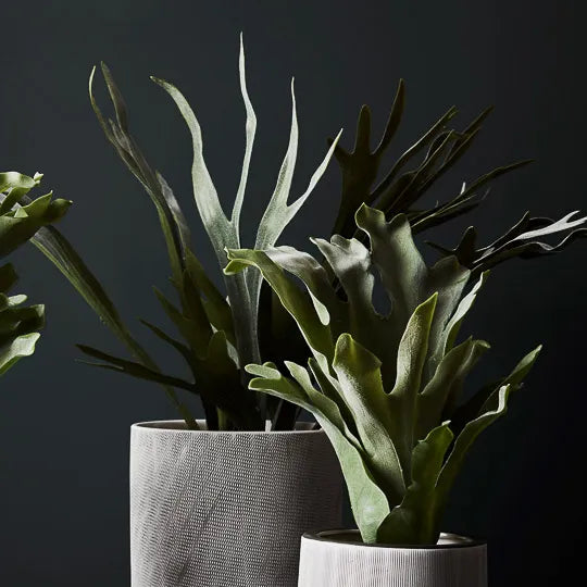Fern Staghorn Plant Green Grey 61cmh