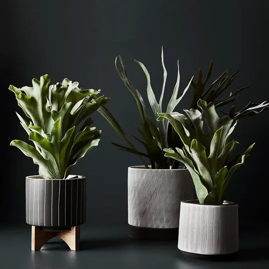 Fern Staghorn Plant Green Grey 61cmh
