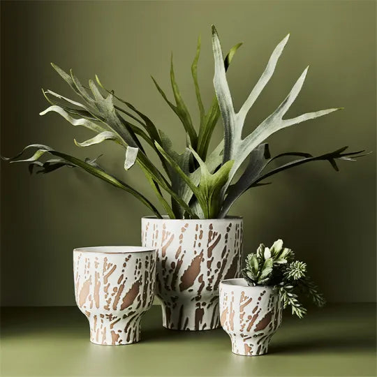 Fern Staghorn Plant Green Grey 61cmh