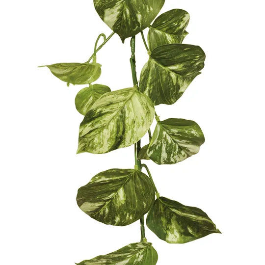 Pothos Marble Garland Variegated 168cml