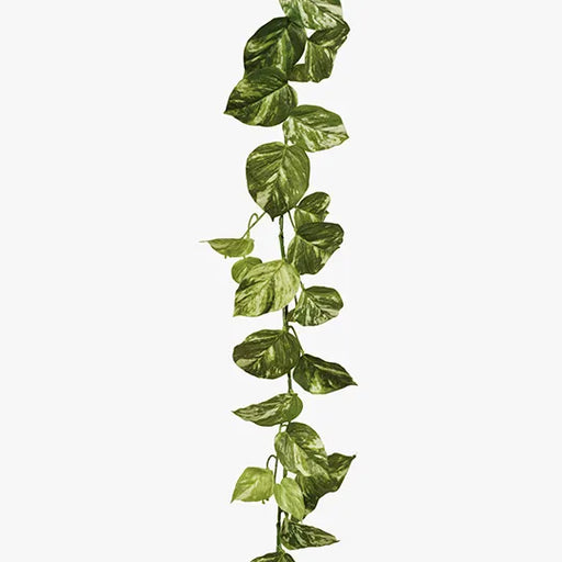 Pothos Marble Garland Variegated 168cml