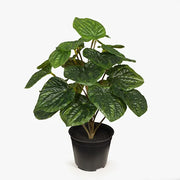 Peperomia Caperata in Pot Green 26cmh – thumbnail
