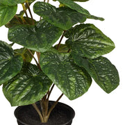 Peperomia Caperata in Pot Green 26cmh – thumbnail