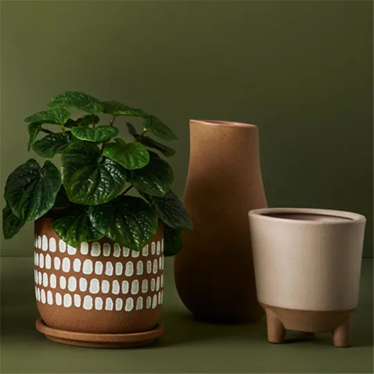 Peperomia Caperata in Pot Green 26cmh