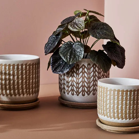 Peperomia Caperata in Pot Olive Green 26cmh