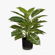Evergreen in Pot Green 45cmh – thumbnail