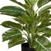 Evergreen in Pot Green 45cmh – thumbnail
