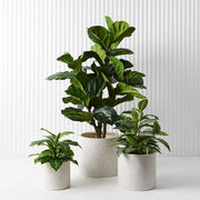 Evergreen in Pot Green 45cmh – thumbnail