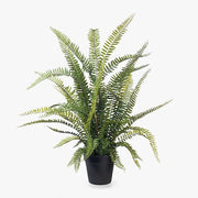 Fern Boston Plant Green 70cmh