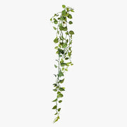 Philodendron Hanging Bush Green 128cml