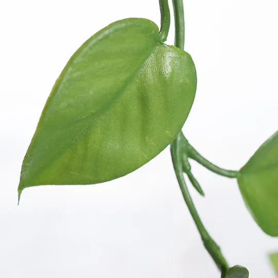 Philodendron Hanging Bush Green 128cml