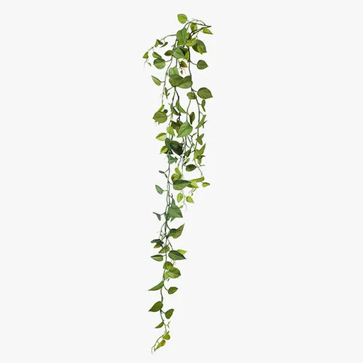 Philodendron Hanging Bush Green 128cml