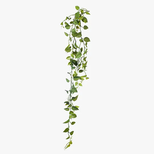 Philodendron Hanging Bush Green 128cml