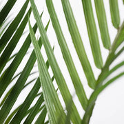 Palm Phoenix Tree Green 145cmh – thumbnail