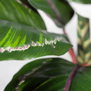 Calathea Plant Green Burgundy 50cmh – thumbnail