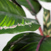 Calathea Plant Green Burgundy 50cmh