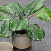 Calathea Plant Green Burgundy 50cmh – thumbnail
