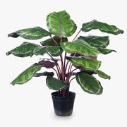 Calathea Plant Green Burgundy 86cmh – thumbnail