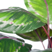 Calathea Plant Green Burgundy 86cmh – thumbnail