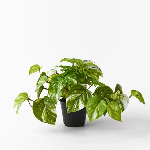 Pothos Marble in Pot Variegated 20cmh