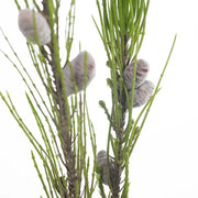 Needle Pine Cone Spray Natural 91cml – thumbnail