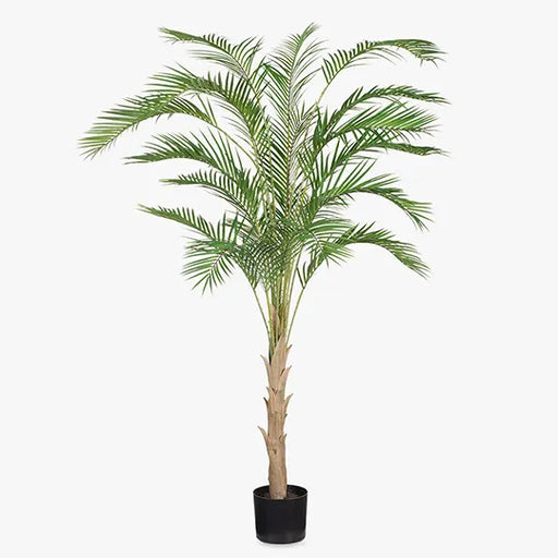 Palm Phoenix Tree Green 210cmh