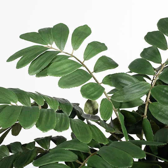 Curry Leaf Bush Green 58cml