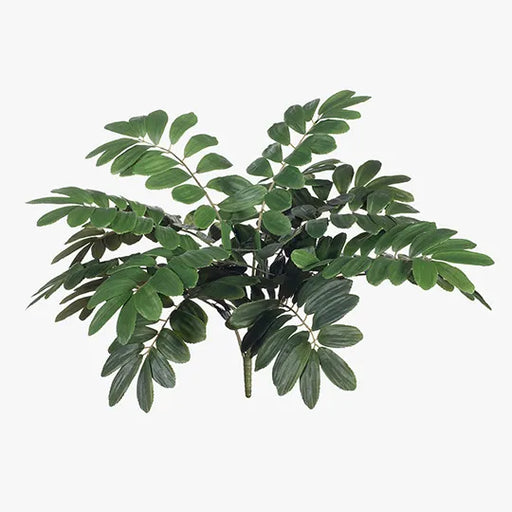 Curry Leaf Bush Green 58cml