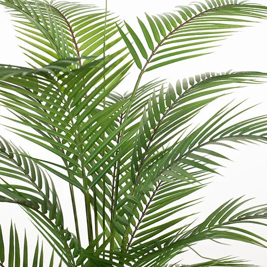 Palm Parlour Green 126cmh