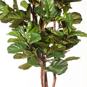 Fiddle Leaf Tree Green 183cmh – thumbnail
